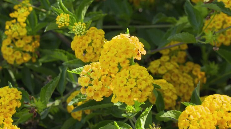 A blooming gold Lantana rocks back and forth in the wind