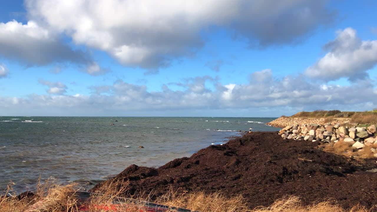 절벽 근처 바다표범 놀이터