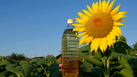 Composition with Sunflower Oil on a Background of Blue Sky Composition with Sunflower Oil on a Background of Blue Sky Plastic Bottles with Sunflower Oil Fresh Yellow Sunflowers High Quality Video