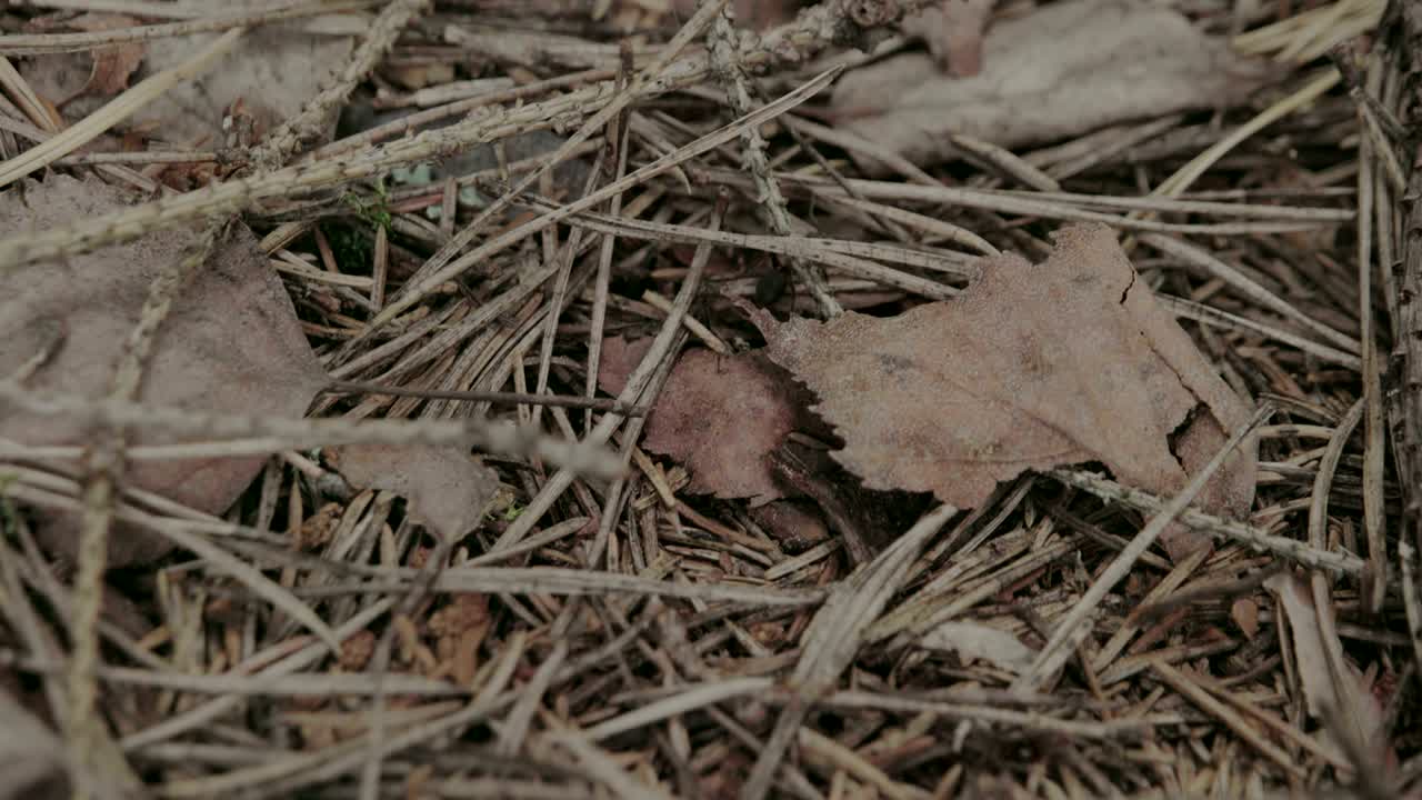 검은 개미가 말린 식물 위에 기어다니고 있다