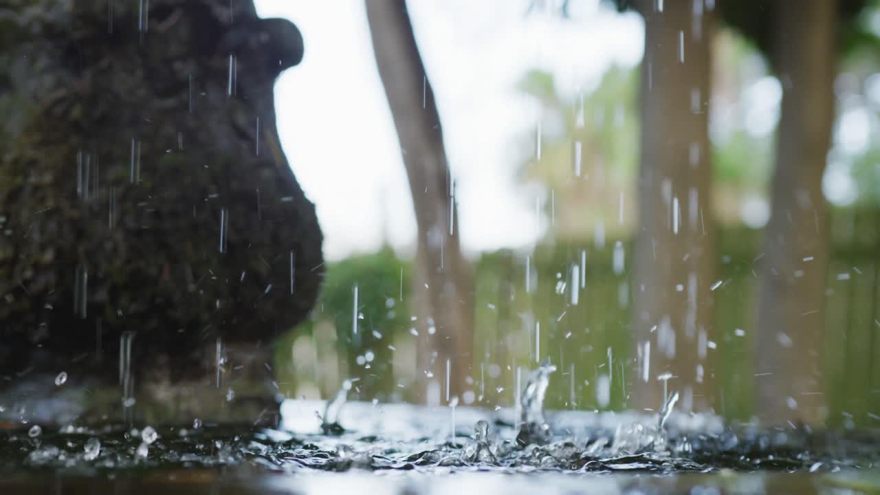 Close up of waterdrops and trees in garden
