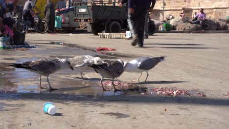 las gaviotas comen los intestinos de los peces que quedan en las calles del mercado de pescado en essaouira, marruecos