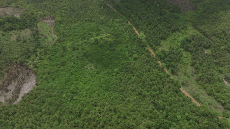 Imágenes-Aéreas-Amplias-De-Un-Camino-De-Tierra-En-Medio-De-Una-Selva