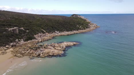 drone aerial moving forward and pan up over beautiful light blue beach and green mountain on a sunny day in wilsons promontory