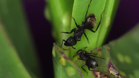 Closeup-of-black-ants-feeding-from-a-succulent-plant