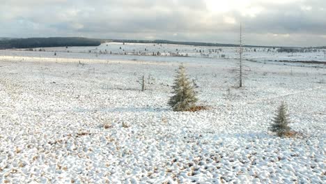 pair of evergreen christmas trees sit in an empty field of snow on an overcast day