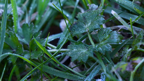 Time-Lapse-footage-of-a-spring-morning-frost,-as-the-sun-warms-the-ground,-bring-life-into-the-garden