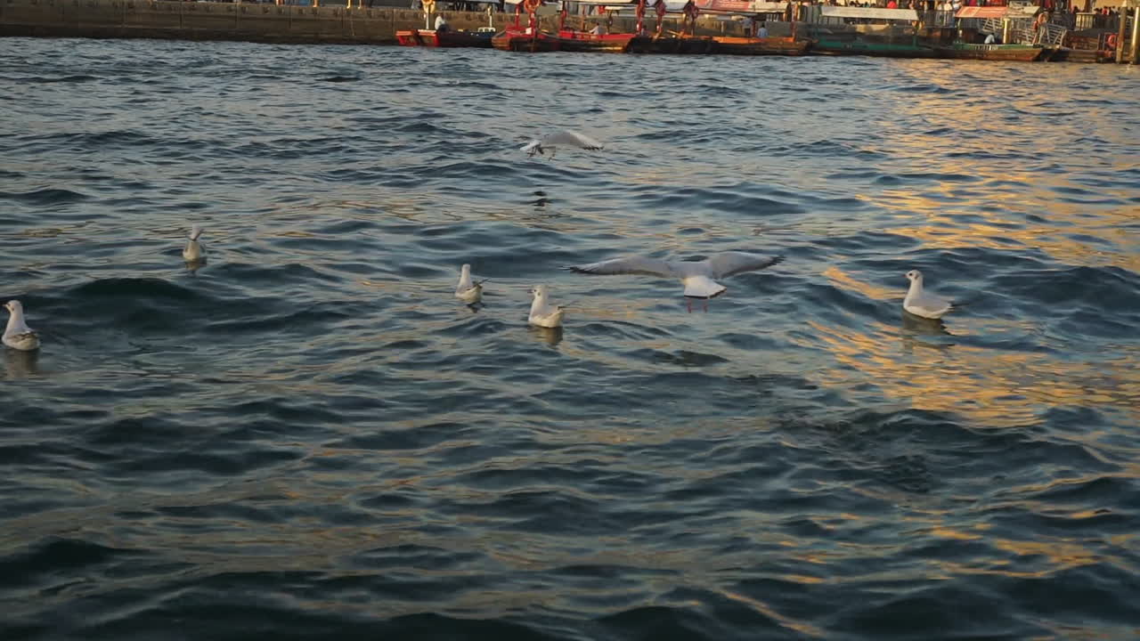 Flock Of Seagulls Floating On The Water With Waves In Dubai Creek, Dubai, UAE.  -wide shot