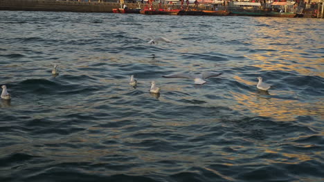 flock of seagulls floating on the water with waves in dubai creek, dubai, uae.  -wide shot