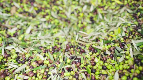 4k aceitunas tamizando a través de la ranura de transporte y cayendo en la prensa durante el proceso de elaboración de aceite de oliva