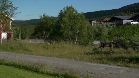 passing herd of reindeer in a sami village in northern sweden