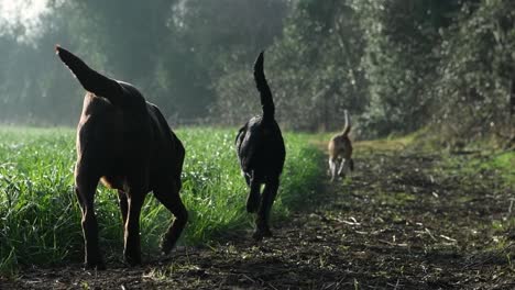 three dogs, a brown-chocolate labrador, a black labrador-collie and a beagle strolling through a grassy irish countryside field one morning in the spring