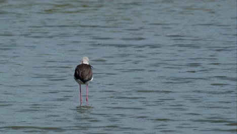 seen from its back looking to the left and then to the right, black-winged stilt himantopus himantopus, thailand