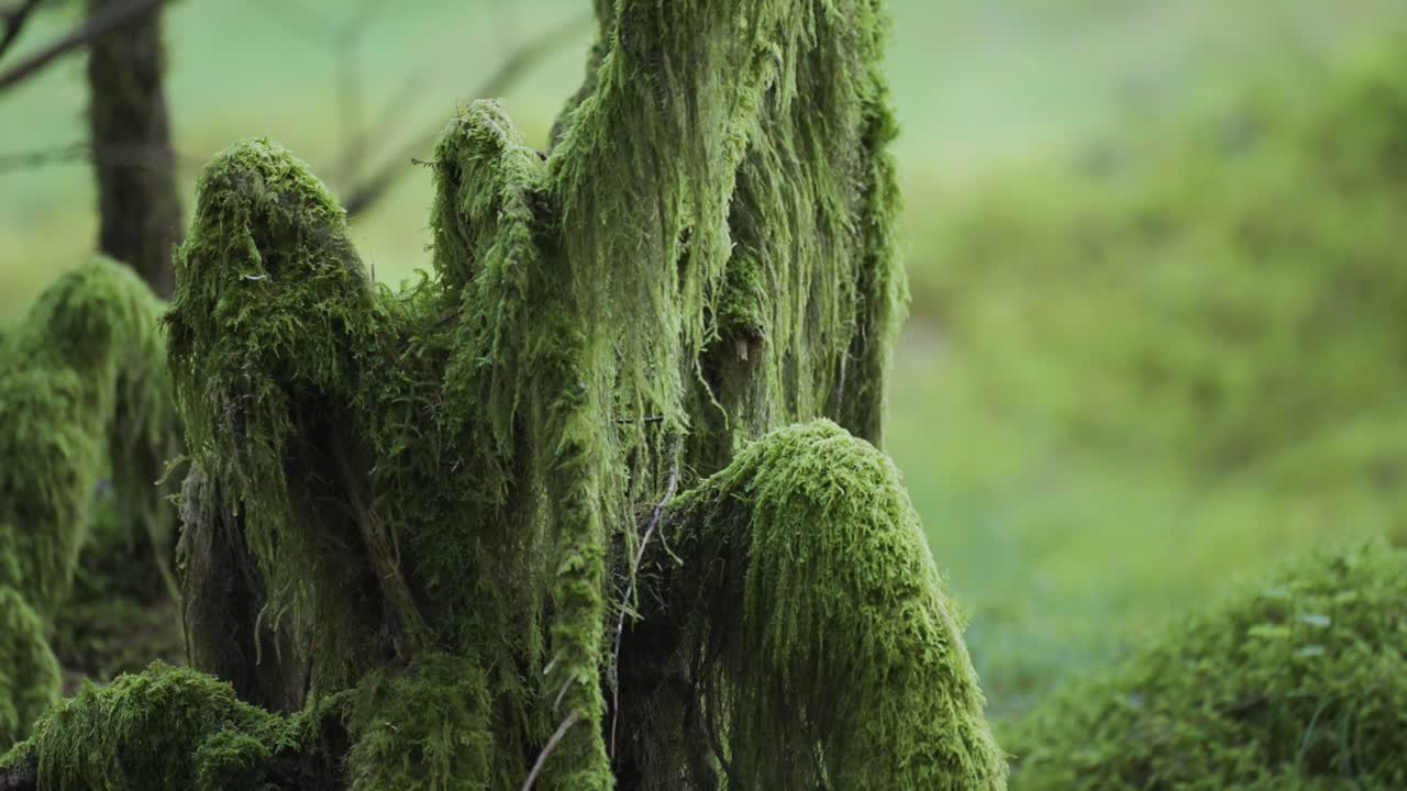 Primo piano del sottobosco ricoperto di muschio