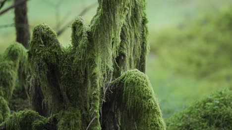 a close-up shot of the moss-covered forest floor