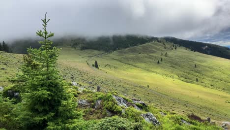 a steady shot of a cattle pasture high in the mountains