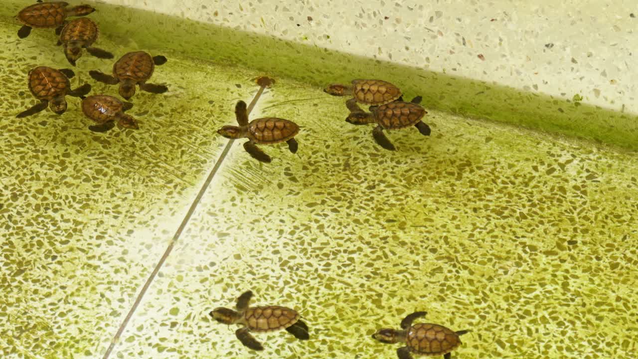 Hatching sea turtles coastal sanctuary wildlife observation indoor pool close-up conservation efforts