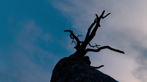 Timelapse-of-dry-tree-with-clouds-getting-gathering-in-the-sky