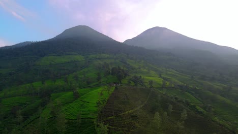 Cinematic-forward-shot-over-scenic-tea-plantation-and-Mount-Kembang-and-Mount-Sindoro-in-background-during-sunny-day-in-Asia