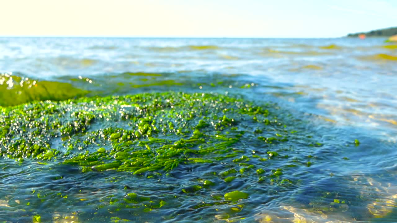 Static serene low angle of gentle sea or ocean waves washing over mossy rock in shallow coastal setting with sandy seabed. Sunlit lush green algae sway and ripple with the current, bright sky horizon