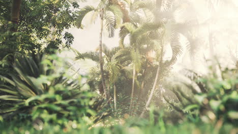 tropical garden with palm trees in sun rays