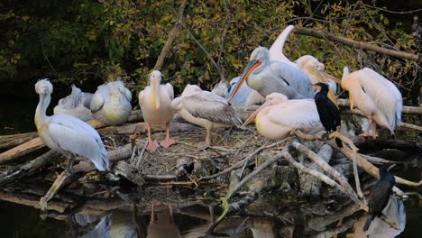 Dalmatian-pelican-(Pelecanus-crispus)-is-the-largest-member-of-the-pelican-family,-and-perhaps-the-world's-largest-freshwater-bird,-although-rivaled-in-weight-and-length-by-the-largest-swans.