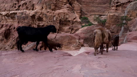 angry goat ram turns to the fellow smaller goat and scares it in ancient city of petra