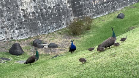 peacocks and peachicks on a grassy hillside by a stone wall