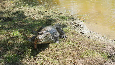 Caimán-Comiendo-En-Cautiverio-Guayana-Francesa