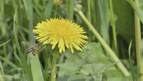 a bee collects nectar on a yellow dandelion on a sunny day