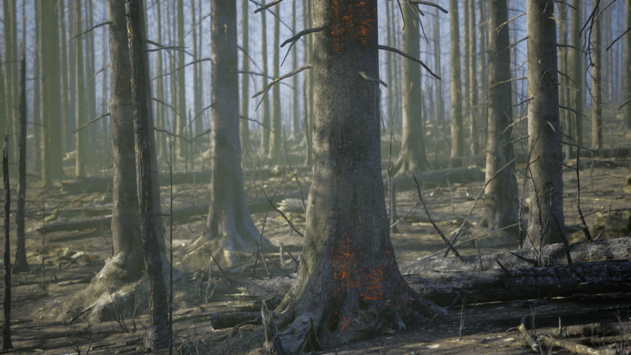 Burnt forest landscape shows devastation from wildfire aftermath