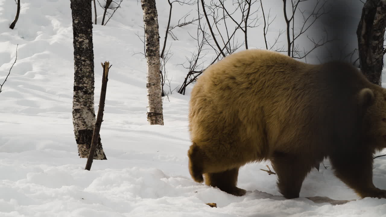 Grizzly Bear Walking In Snow At Woodland During Winter