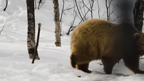 grizzly bear walking in snow at woodland during winter