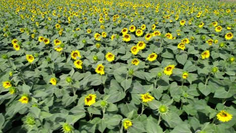 aerial view of sunflower field in italy at daytime - drone shot