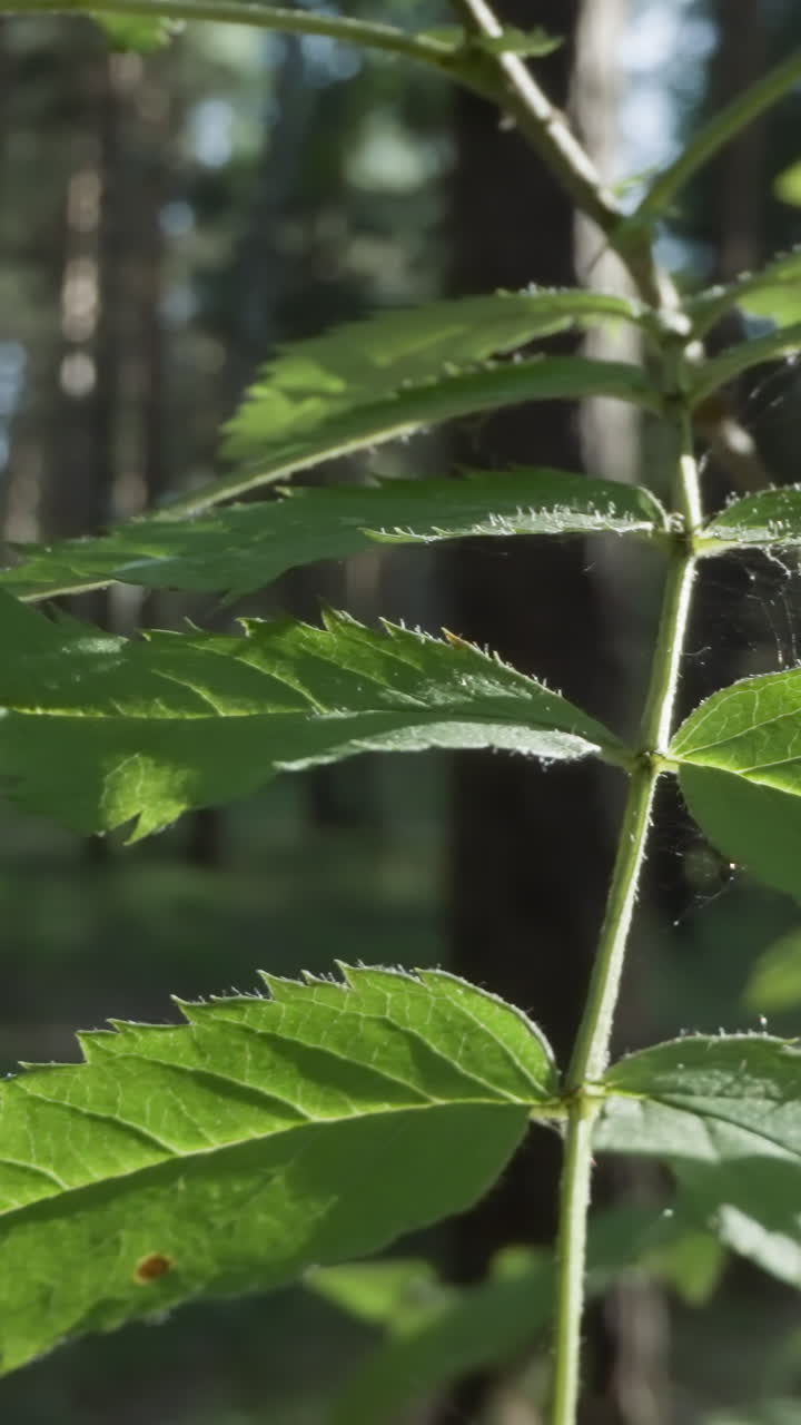 escena del bosque soleado con primer plano de hojas verdes en la rama del árbol, movimiento sutil, telón de fondo de bosque natural