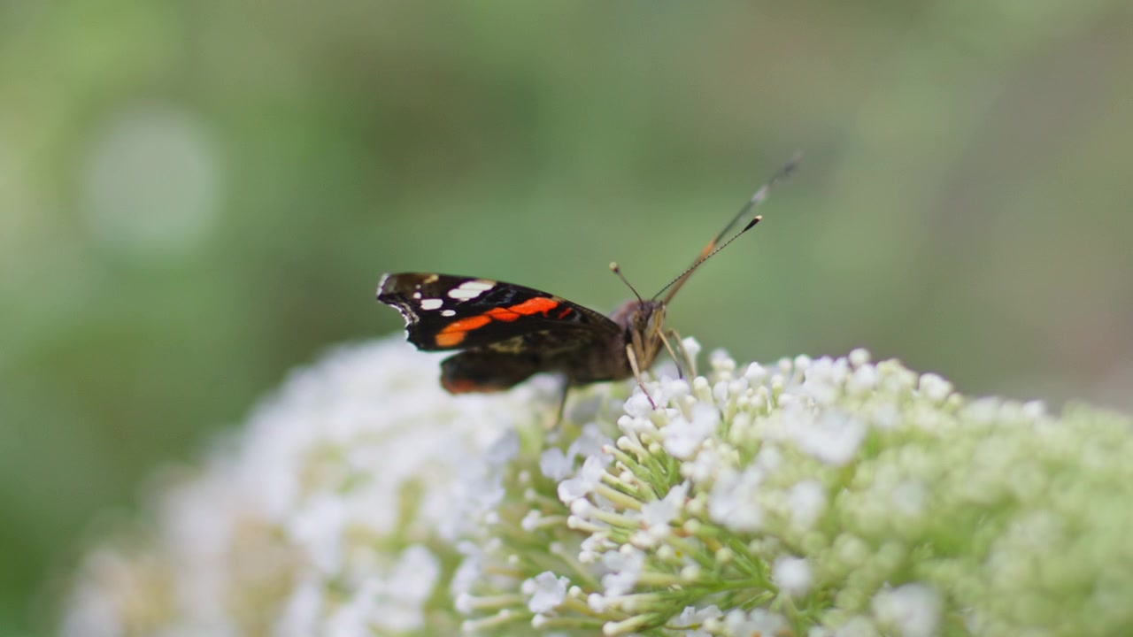 Primo piano al rallentatore di farfalla Ammiraglio rosso su fiore bianco, profondità di campo ridotta
