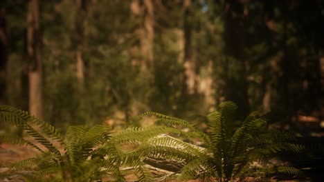 Sonnenlicht-Des-Frühen-Morgens-In-Den-Mammutbäumen-Des-Mariposa-Hains