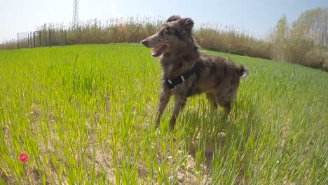 perro border collie corriendo por un campo de hierba verde en cámara lenta