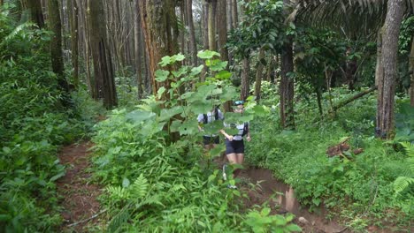 hikers in a tropical forest