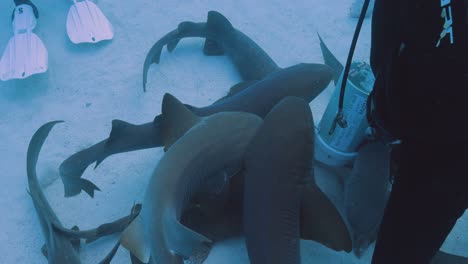 buzo que alimenta a los tiburones nodriza bajo el agua