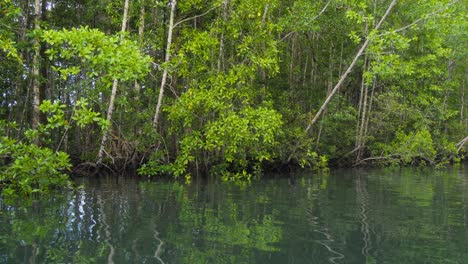 lush green mangrove forest with water reflection