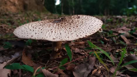 Close-up-shot-of-mushroom-in-nature