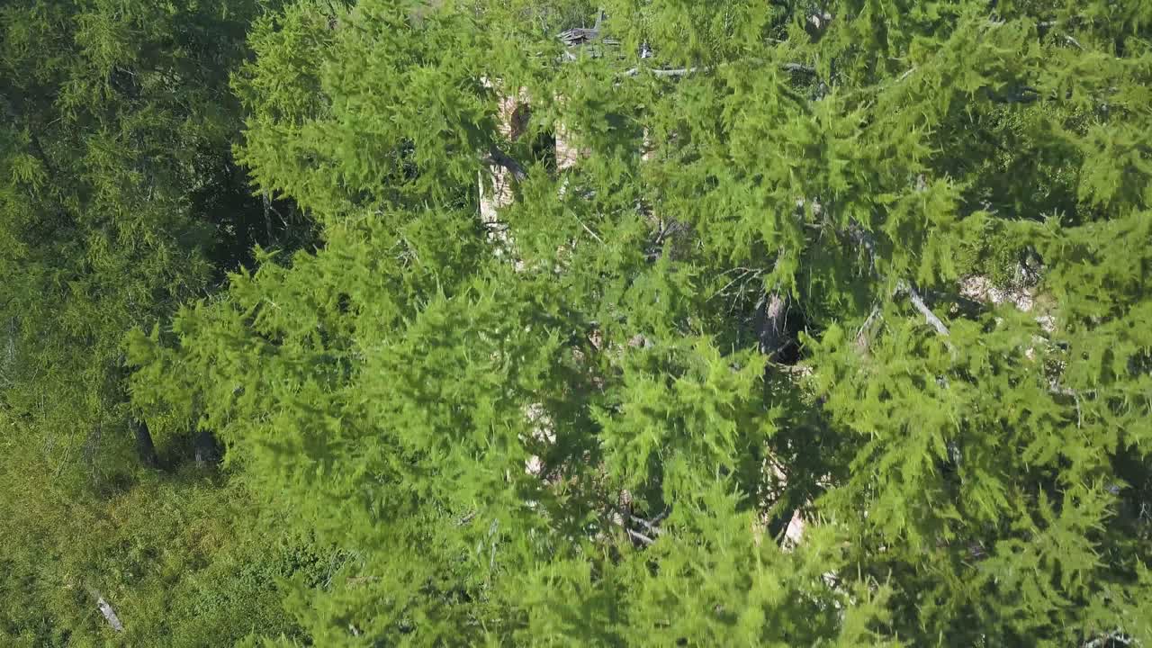 Aerial view of an abandoned church tower in a forest