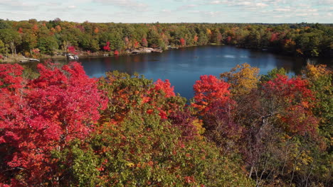 Vista-Aérea-Del-Bosque-De-Otoño-De-Oro-Rojo-Deslizándose-Por-Encima-Hacia-El-Tranquilo-Lago-Azul