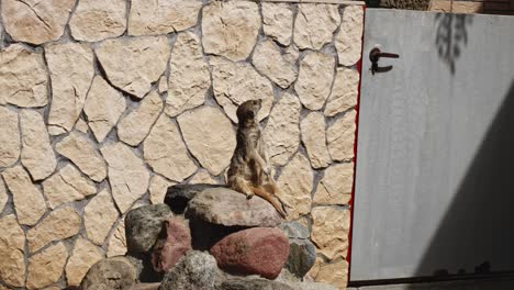 alert meerkat looking around on its outpost in the zoo