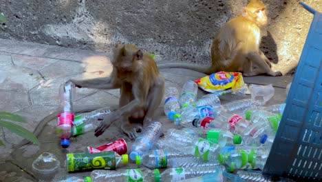 monkeys explore and play with scattered trash