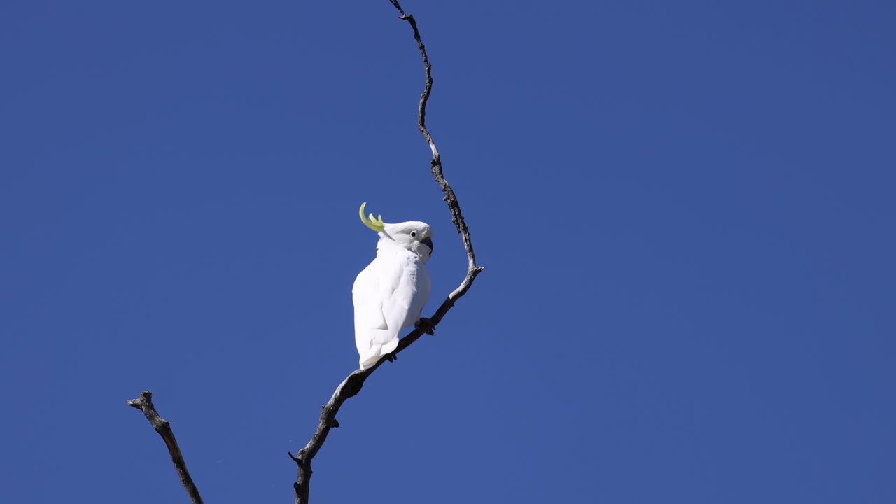 movimientos de cacahuete en una rama de árbol contra el cielo azul