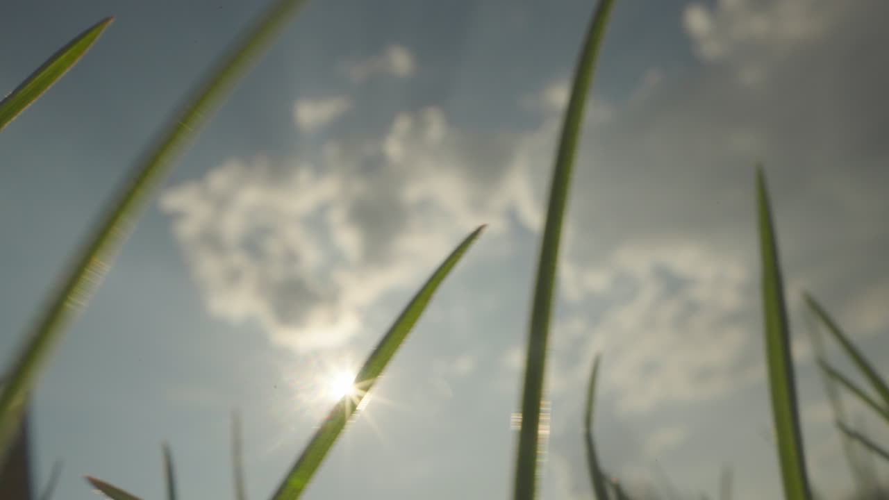 Sunlight through grass