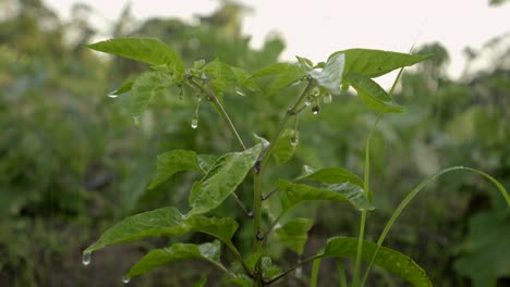 Irrigation-system-watering-Chilli-plant,-closeup-of-water-droplets-on-farm-crop