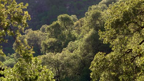 Bosque-De-Montaña-En-Las-Sierras-De-Merlo,-San-Luis,-Durante-Las-Primeras-Horas-De-La-Mañana-Mostrando-La-Impresionante-Belleza-Natural-De-La-Zona-En-El-Verano